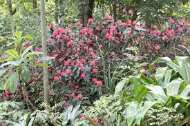 Image result for Justicia australis