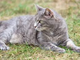 Ist die katze dagegen von anfang an die wohnungshaltung gewöhnt so ist das für sie normalität. Wie Lange Kann Man Katzen Alleine Lassen 10 Tipps Fur Arbeit Urlaub Schlitzohr