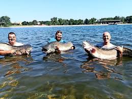 Die welse ist ein nebenfluss der oder im land brandenburg. Sportfischer Fische Angler Ziehen Drei Riesige Welse Aus Dem Allersee