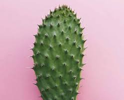 However, it is important to consult a doctor before taking any natural remedies. Why Cactus Deserves Place In Your Skin Care Routine And How To Use It