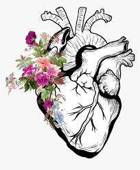 Only 3 available and it's in 12 people's carts. Real Heart Drawing Png Transparent Png Kindpng