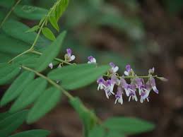 Image result for Sophora velutina