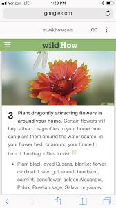 Pin By Lisa Sherin On Bee Flowers Water Sources Flower Beds Plants