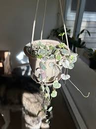 Image result for Ceropegia burchelliana