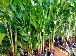 Pin On Outdoor Plant Landscape
