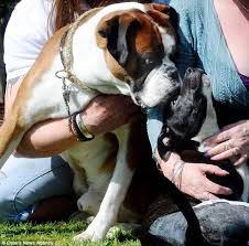 Bone structure is slightly larger and there are animal shelters and rescues that focus specifically on finding great homes for boxer. Puppy Beaten And Left For Dead In Wheelie Bin Saved By Boxer Dog Who Heard Whimpering Daily Mail Online