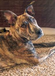 German Shepherd Pitbull Mix Black And Brown Pin By Lauren Huffaker On Animal Pics Pitbull Puppies Dog Mixes Pitbull Puppy