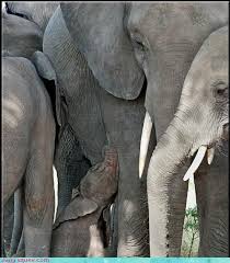 Acting Like Animals You Re Such A Momma S Boy Elephant Animals Beautiful Like Animals