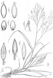 Image result for Panicum schinzii