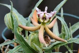 Image result for Stathmostelma