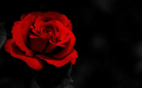 Maybe you would like to learn more about one of these? Red Flower Black Background Jayson Griffin Paintings Prints Flowers Plants Trees Flowers Flowers I Z Roses Artpal