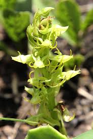 Image result for Habenaria lithophila