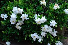 Cara Menanam Bunga Gardenia Tanaman Hias Dwarf Gardenia Gardenia Plant Gardenia Shrub