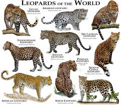 Artwork Visual Guides Charts Big Cats Leopards Of The