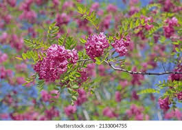 Image result for Margaretta rosea