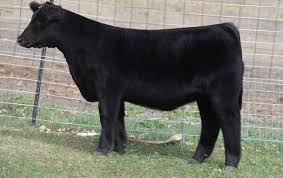 Thank you to all buyers and bidders in our sale. Competitive Edge Genetics Page 5