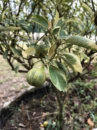 Image result for Citrus × aurantiifolia