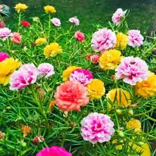 Image result for Portulaca