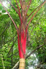 Image result for Pteronia acuminata