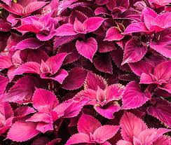 Image result for Coleus eminii