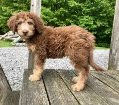 Characteristics, history, care tips, and helpful information for pet owners. Poodle Dog Shipping Rates Services