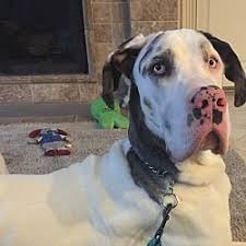 Great dane club of san diegobonnie m. St Louis Mo Great Dane Meet Casper A Dog For Adoption Kitten Adoption Great Dane Rescue Dog Adoption
