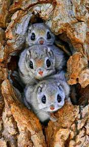 Pin By Le Rythme De La Nature On Muhtesem Canlilar Cute Animals Cute Baby Animals Animals Beautiful