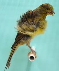 Bird With No Feathers On Head Greennorthernfrill Canary Jpg 423 503 Canary Birds Beautiful Birds Birds