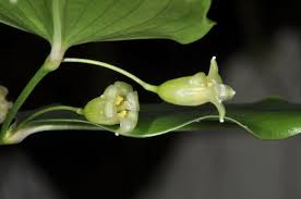 Image result for Behnia reticulata