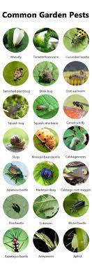 How to control insects in garden. Best Organic Pest Control Approaches Every Gardener Should Know Balcony Garden Web