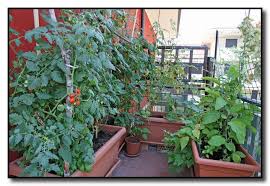 Vegetable Garden Horticulture Techniques For New And Advanced Gardeners Simple Backyard Gardening Container Gardening Vegetables Planting Vegetables Growing Vegetables