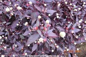 Prized for its brightly colored foliage, alternanthera dentata (joseph's coat) is a tender evergreen perennial, often grown as an annual, boasting rich purple to burgundy leaves. Alternanthera Dentata Rubra Plants Landscaping Plants House Plants