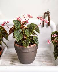 Image result for Begonia oxyloba