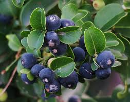 Image result for Scutia