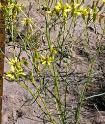 Image result for Senecio sp.no.1