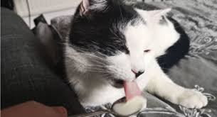 Kediler Regl Olur Mu Kedi Rehberi