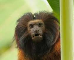 FINAL_ ENG Executive Summary Report ECA for 15 primates & the maned  sloth_JAN2024