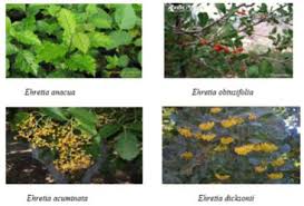 Image result for Ehretia obtusifolia