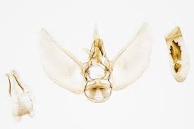 Image result for Eupithecia subumbrata