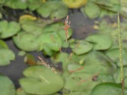 Image result for Leersia hexandra