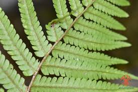 Image result for Stegnogramma