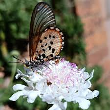 Image result for Schizocarphus nervosus