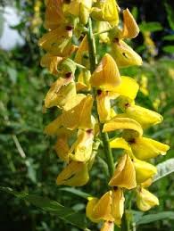 Image result for Crotalaria polytricha