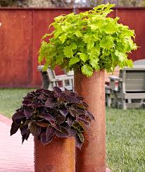 Maybe you would like to learn more about one of these? How To Grow Coleus Garden Gate