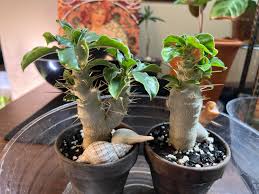 Image result for Pachypodium lealii