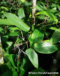 Image result for Marantochloa