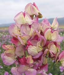 Brighten someone's day with beautiful flowers, personalized gifts & more. Burpee Exclusive We Are In Love With This Standout Variety With Large Dense Gorgeous Clusters Of Blush Cream Pe Flower Seeds Sweet Pea Flowers Annual Flowers