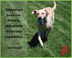 kopekler olduklari gibi davranan dogal canlilardir kopek kopeksever patiaski kopek kedi kopek kedi