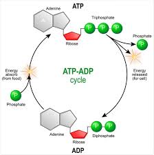 Science Of Metabolism