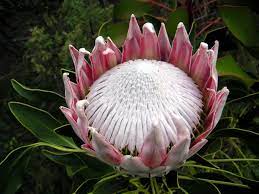 The King Protea Our National Flower Trees To Plant Fynbos Flowers